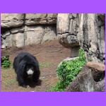 Sloth Bear.jpg